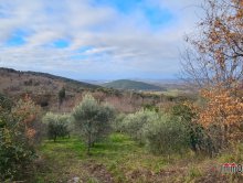 Agricultural land with olive trees