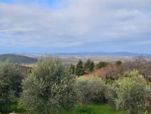 Agricultural land with olive trees