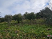 Agricultural land with olive trees