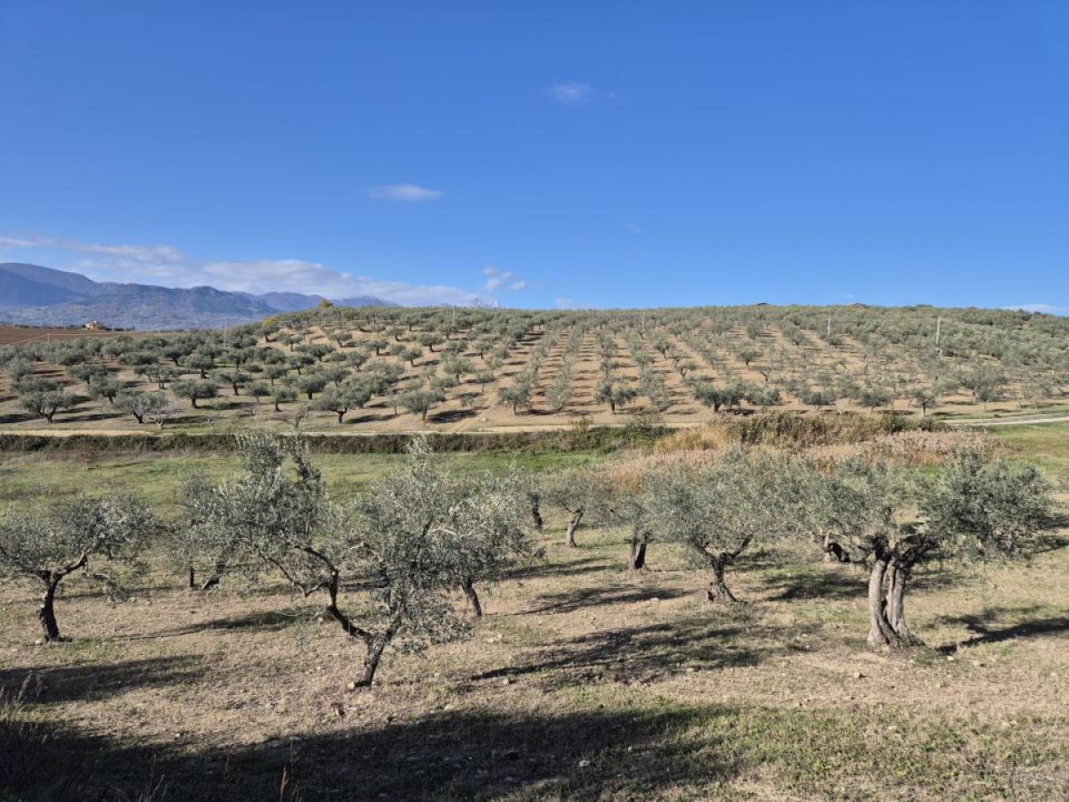 Land for Sale Loreto Aprutino Pescara, Sale Land Loreto Aprutino