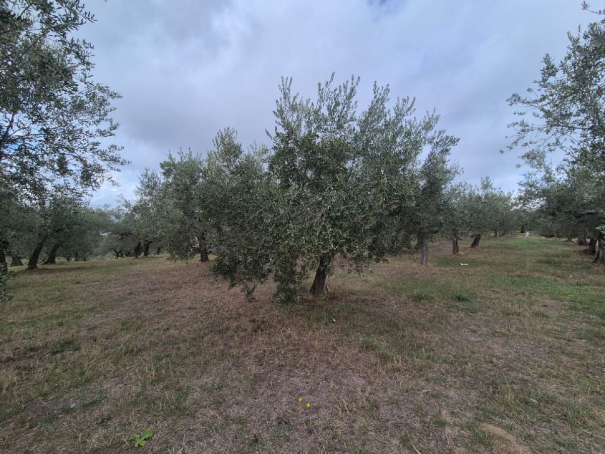 Building area for Sale Loreto Aprutino Pescara, Sale Building area Loreto Aprutino