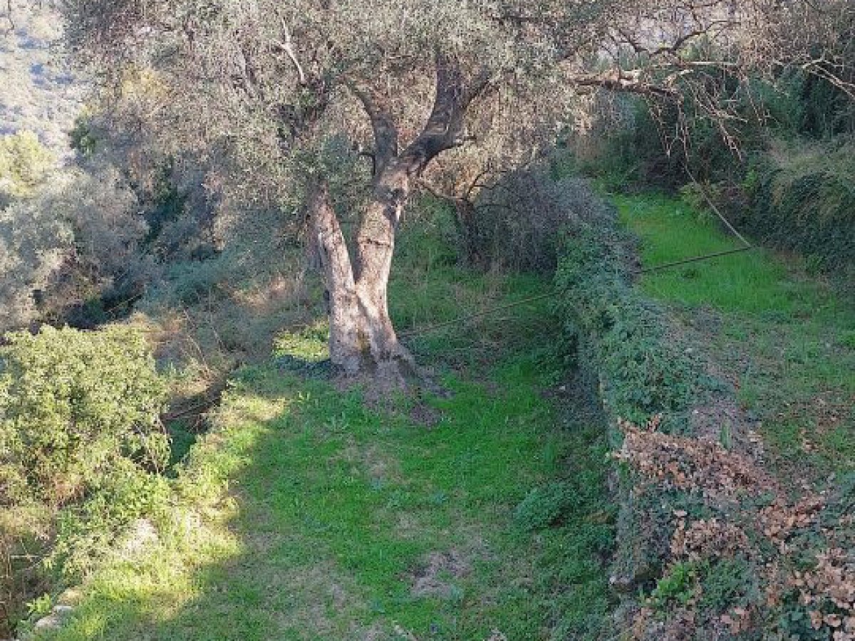 Cottage/Hamlet for Sale Vallebona Imperia, Sale Cottage/Hamlet Vallebona