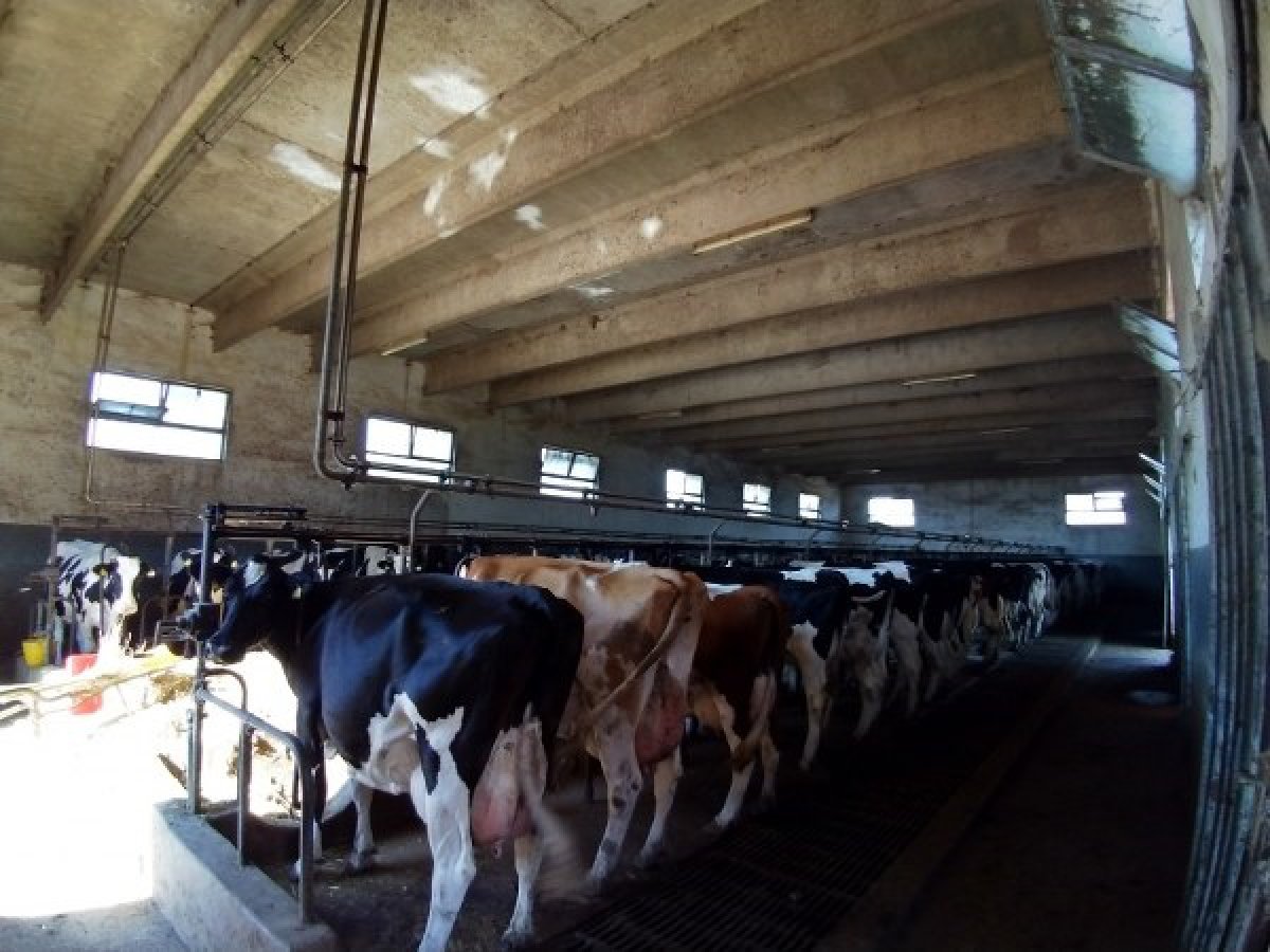 Cottage/Hamlet for Sale Alberobello Bari, Sale Cottage/Hamlet Alberobello