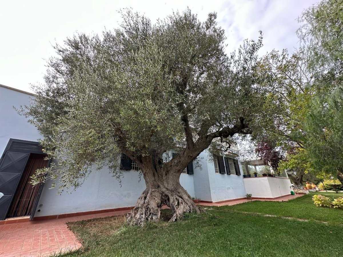 Detached for Sale Ostuni Brindisi, Sale Detached Ostuni