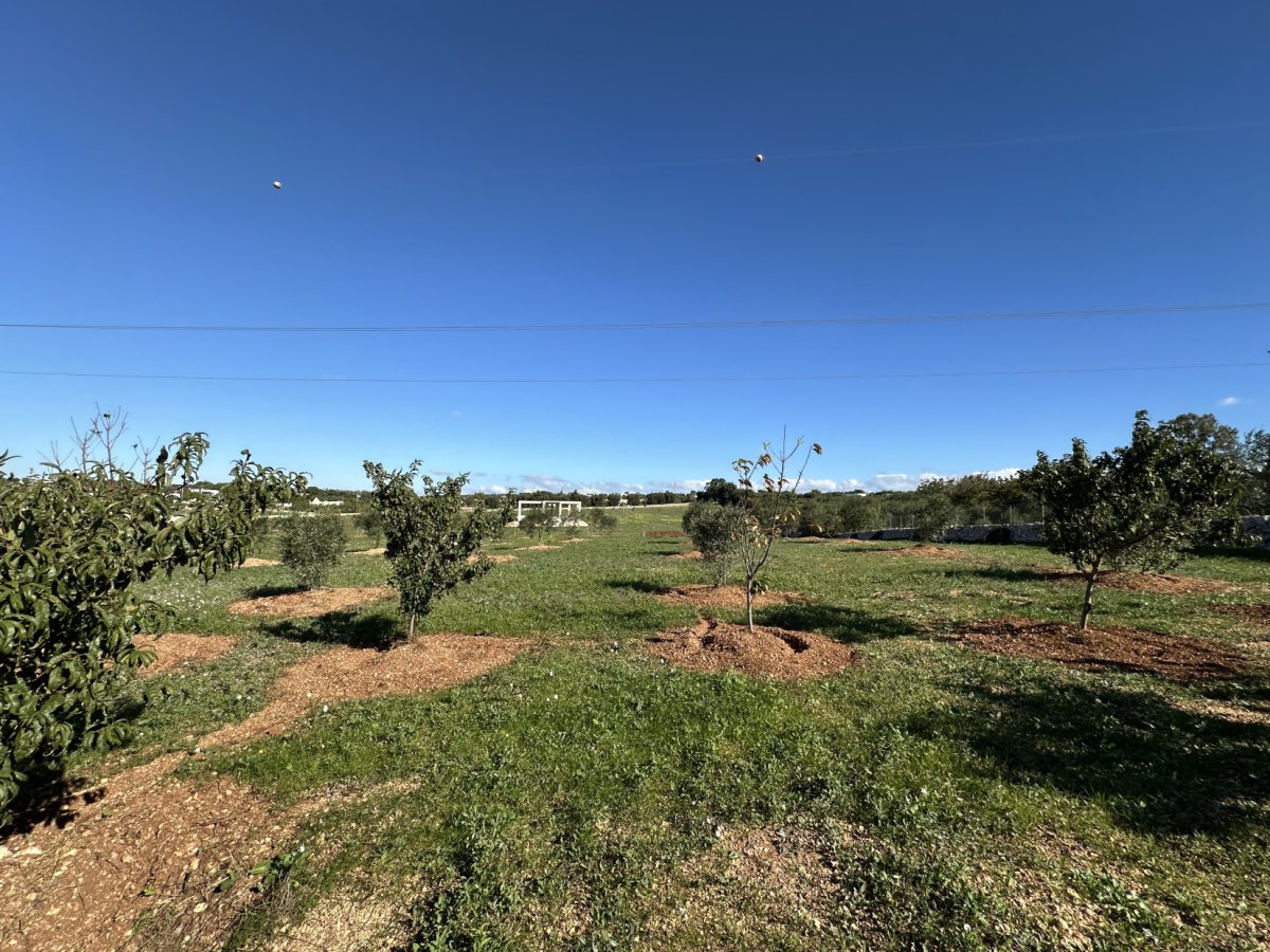 Detached for Sale Ostuni Brindisi, Sale Detached Ostuni
