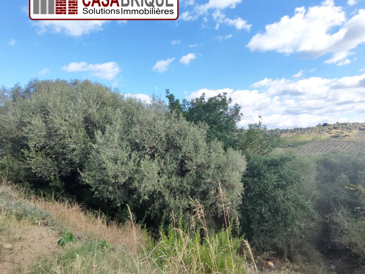 Land for Sale Campofelice di Roccella Palermo, Sale Land Campofelice di Roccella