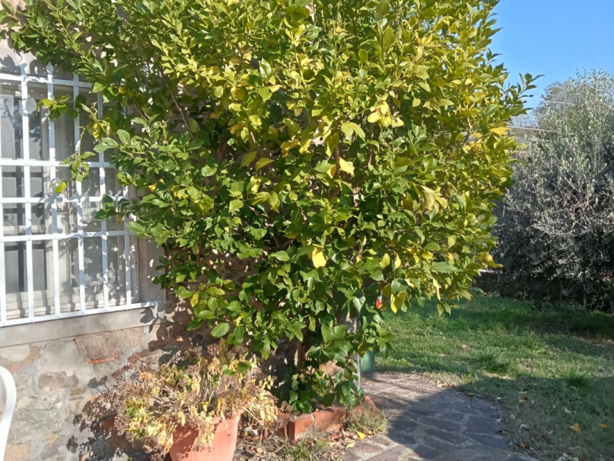 Cottage/Hamlet for Sale Capannori Lucca, Sale Cottage/Hamlet Capannori