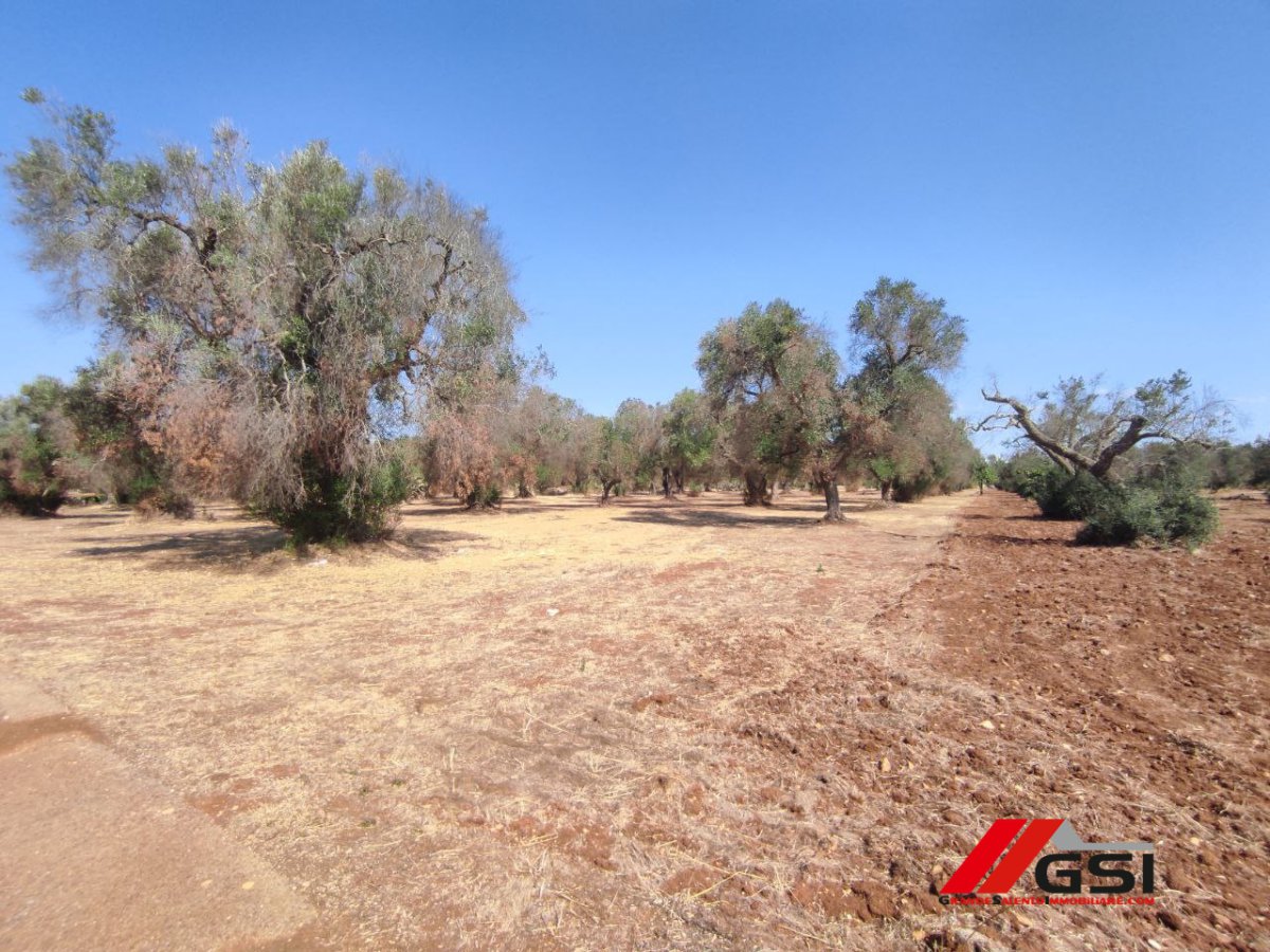 Cottage/Hamlet for Sale San Michele Salentino Brindisi, Sale Cottage/Hamlet San Michele Salentino