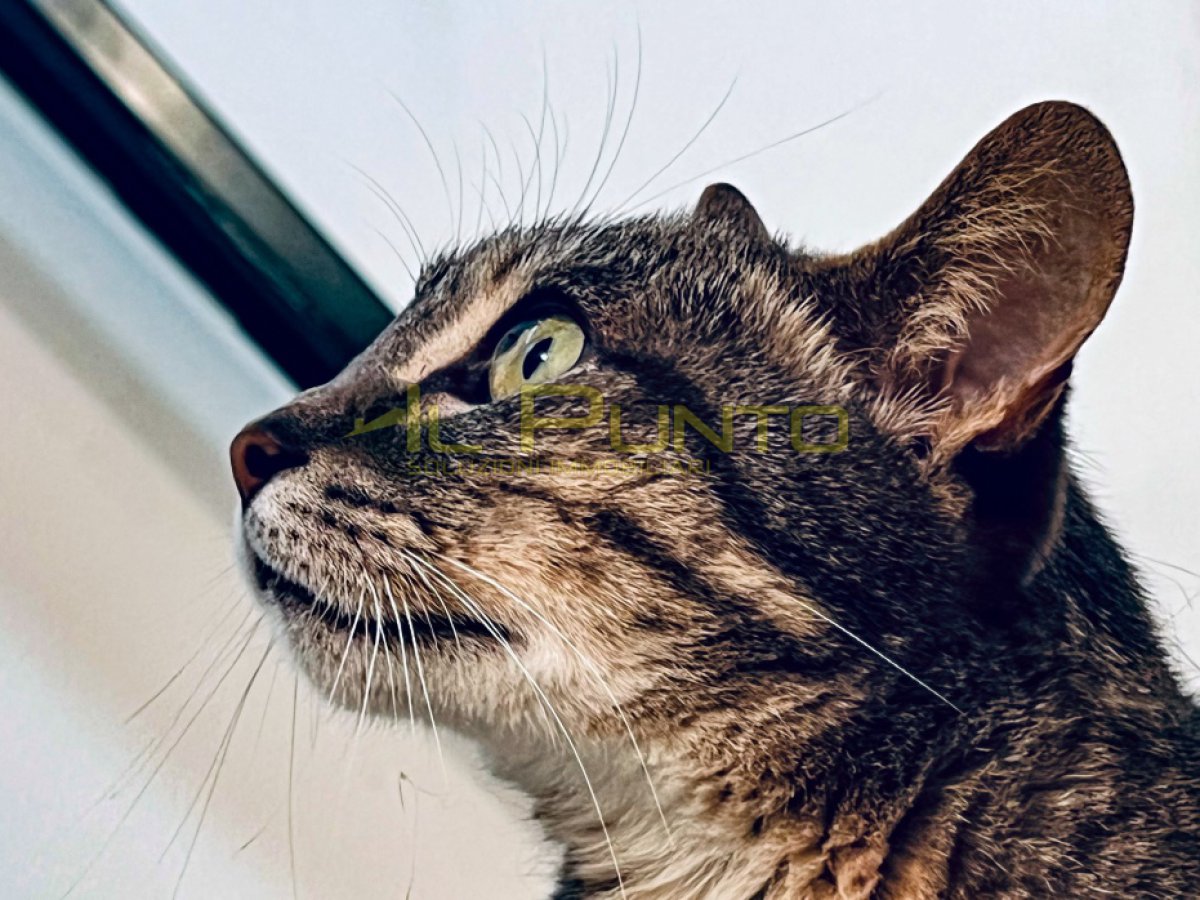 Villa for Sale Sanremo Imperia, Sale Villa Sanremo