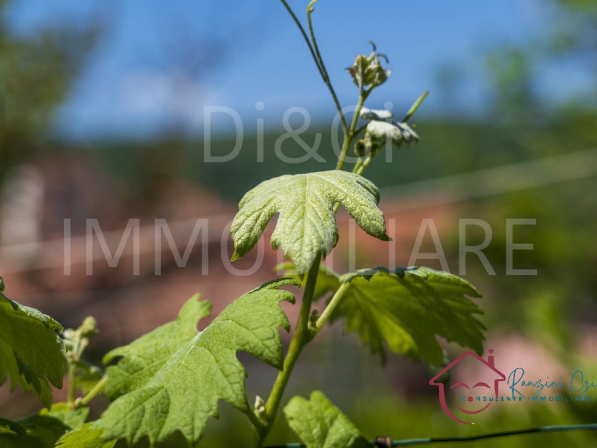 Apartament/Flats for Rent Vendone Savona, Rent Apartament/Flats Vendone