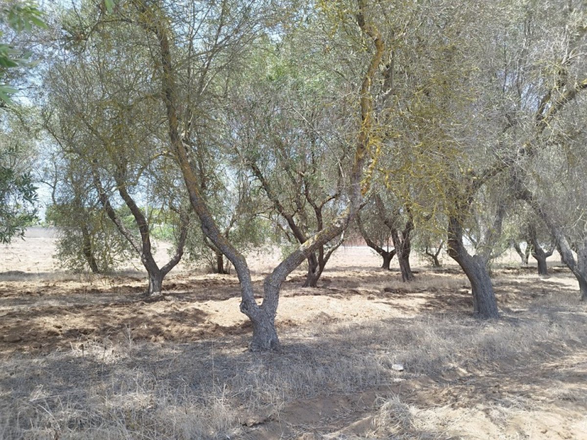 Building area for Sale Maruggio Taranto, Sale Building area Maruggio