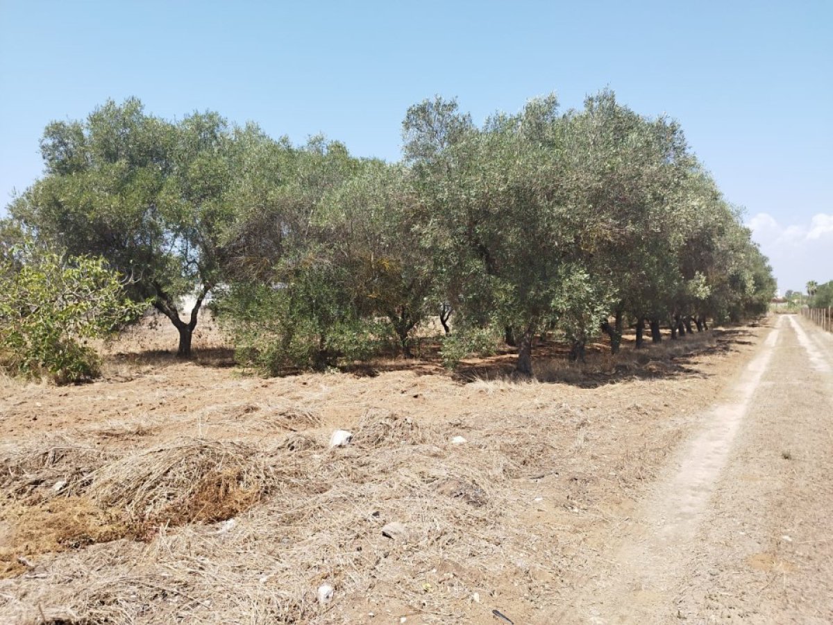 Building area for Sale Maruggio Taranto, Sale Building area Maruggio